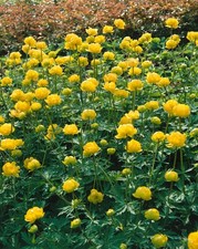Trollius chinensis 'Golden Queen', Trollblume, leuchtend gelb, ca. 9x9 cm Topf