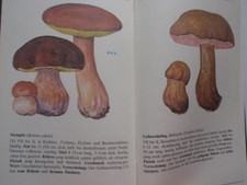 Pilze - ESSBAR ODER GIFTIG ? - A. Ziemsen Verlag - Wittenberg Lutherstadt - 1988