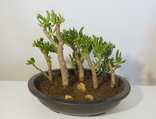 Crassula ovata gollum - ovata, |