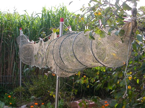 Double trap fish trap crab