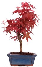 Bonsai - Acer palmatum Deshojo