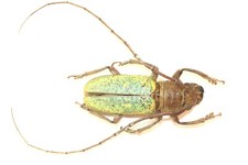 COLEOPTERA, CERAMBYCIDAE
