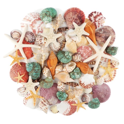 Meeresmuscheln teiliges - meeresmuscheln, 70-teiliges