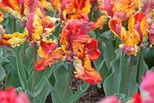 10 Tulpen Blumenzwiebeln "Rasta Parrot" Papageientulpen in exotischen Farben