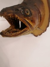 Fisch offene Kiemen Trophäenschild