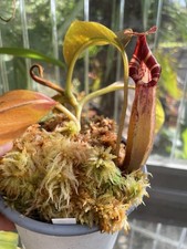 Nepenthes LVB X VMV X VB  Nr.3