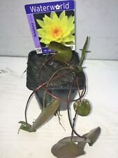 Nymphaea Chromatella Seerose an  mit Nährstoffe Schwimmpflanzen,Teichpflanzen