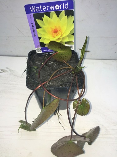 Nymphaea chromatella seerose - chromatella,
