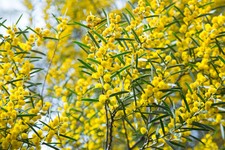 SAMEN  Exotische Samen gelbe