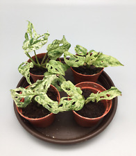 Kleine Monstera adansonii frozen freckles variegata Pflänzchen