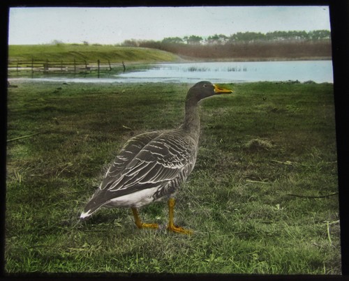 Glas zauber laterne dia - laterne, vÖgel