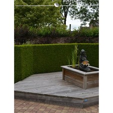 Lebensbaum Thuja Brabant