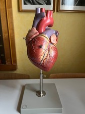 Herz Anatomisches Modell