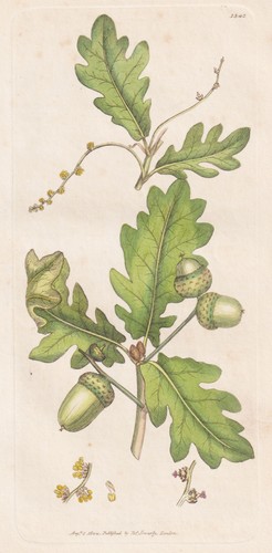 Quercus robur eichenbaum - quercus,