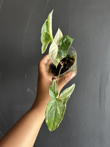 Variegated syngonium albo - variegated,