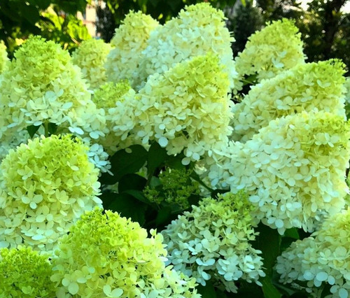 Hortensie limelight - hortensie,