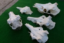 5 Hirschschädel Rothirsch