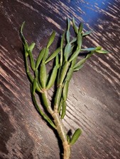 RARITÄT SELTEN 1 - 3  Ableger