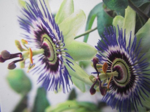 Passiflora caerulea - ,