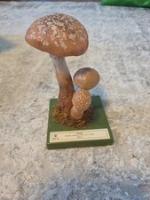 RS0721-181: SOMSO anatomisches