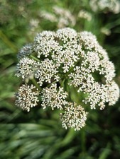 Giersch, Aegopodium podagraria, ashweed, 80 seeds, samen, essbar