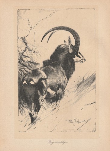 Rappenantilope antilopen - rappenantilope,