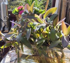 Pallida Purple Haert