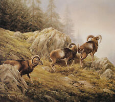 Muffelwild Mufflon Kunstdruck  42 x 39 cm Jagdmalerei Jagdbild von Karl Gaiser