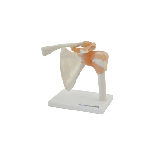 Anatomisches modell - anatomisches,