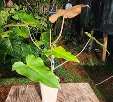 Philodendron erubescens