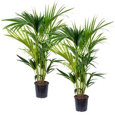 Bloomique 2er set howea - 2er,