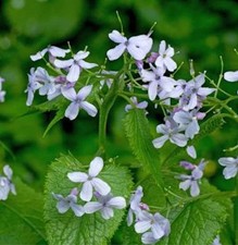 Ausdauernde Silberblatt -