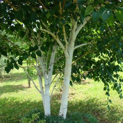 Himalaya birke doorenbos - himalaya-birke, 'doorenbos'