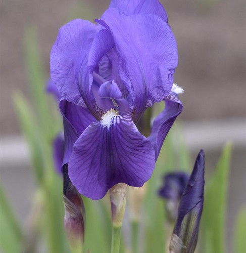 Deutsche schwertlilie iris - -,