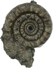 Lias  Echioceras raricostatum