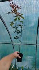 Acer palmatum atropurpureum - acer,