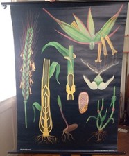 Brauerei/ Landwirtschaft: Alte Schulwandkarte/ Rollkarte, 50/60er? GERSTE