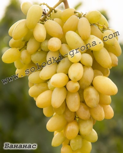 Weinrebe weintraube - weinrebe,