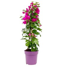 Bougainvillea, Pyramide