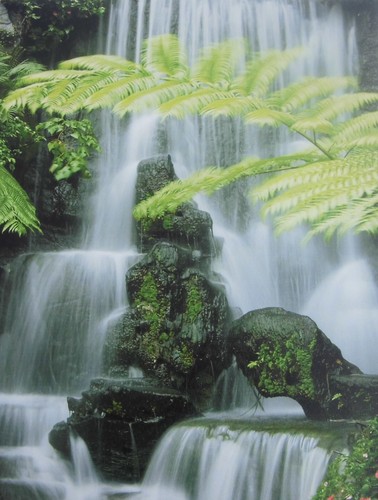 Wandbild wasserfall mit - mit, farn