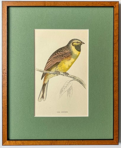 Zaunammer ammer holzstich mit - zaunammer,