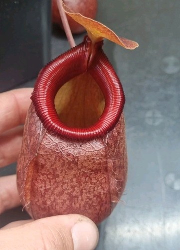 Nepenthes ventricosa - , x