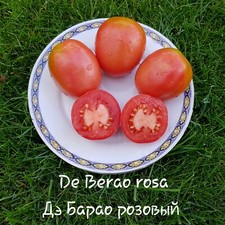 Tomate berao rosa - tomate,