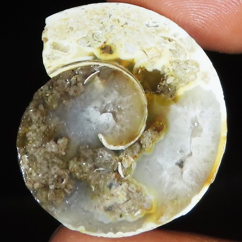Natürlich fossil schnecke - natürlich,
