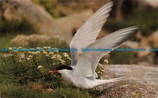 R073403 common tern alights - r073403, a
