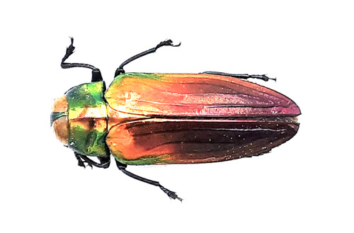 Buprestidae belionota - buprestidae,,