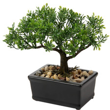 Kunstbonsai Podocarpus