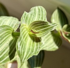 Callisia gentlei stecklinge - callisia,