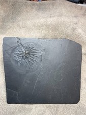 Bundenbach fossilien seelilie - fossilien,
