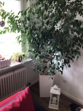 ficus Benjamini